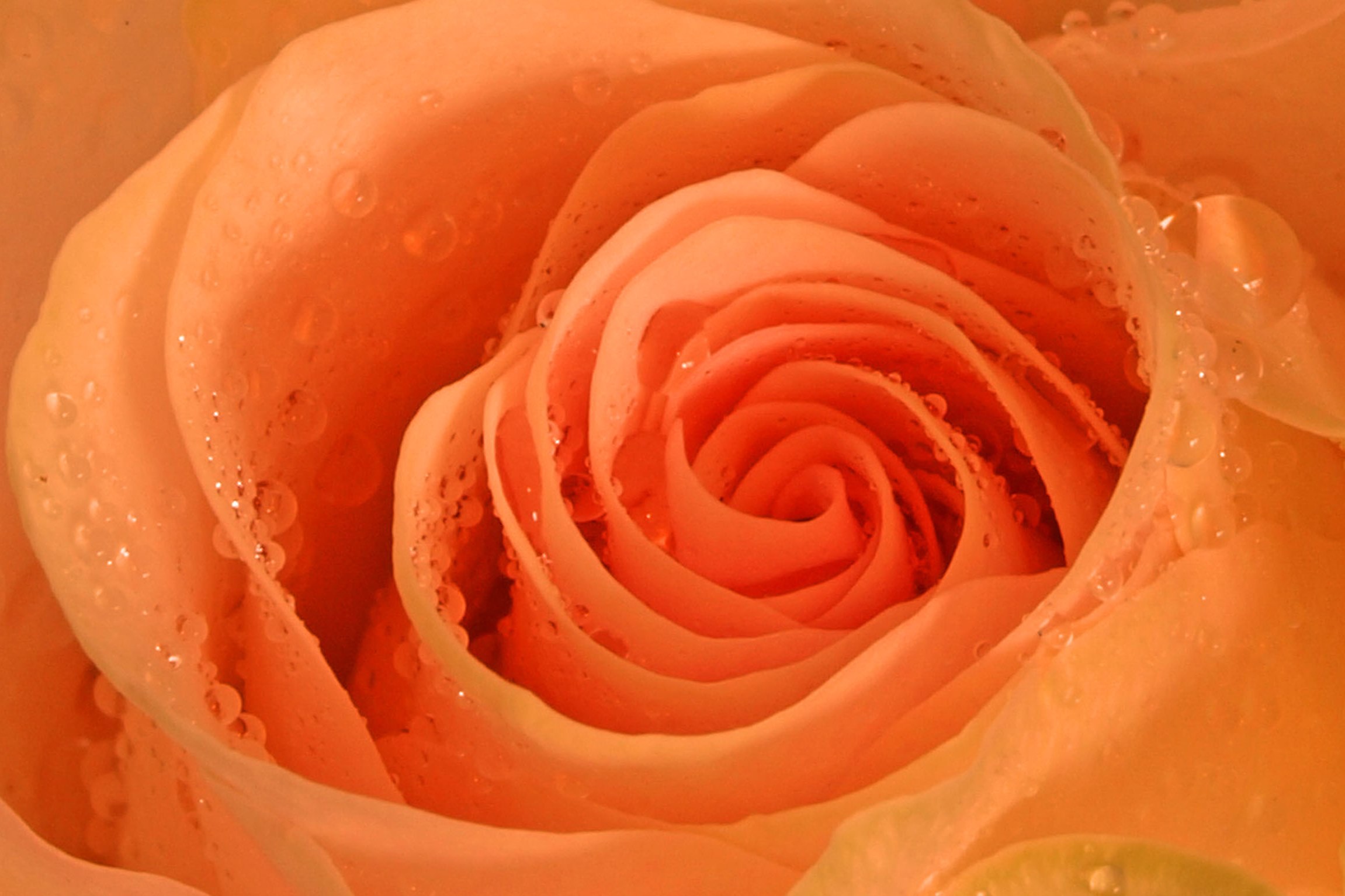 Rose_10x15