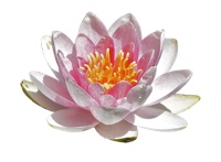 lotus yoga nidra rolf mauch lotus yoga nidra rolf mauch
